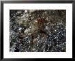 New Zealand Glowworm Eggs In Nest, Te Anau Cave by Frances Furlong Limited Edition Print