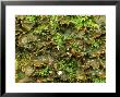 Lichen, Inverness-Shire, Scotland by Iain Sarjeant Limited Edition Print