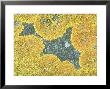 Coastal Lichen, Caithness, Scotland by Iain Sarjeant Limited Edition Pricing Art Print