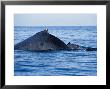 Humpback Whale, Mother And Calf About To Dive, Puerto Vallarta, Mexico by Gerard Soury Limited Edition Print