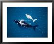 Southern Right Whale, Mother And Calf, Valdes Penin by Gerard Soury Limited Edition Print