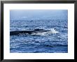 Fin Whale, Surfacing, Azores, Portugal by Gerard Soury Limited Edition Print