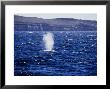 Blue Whale, Blowing, Baja Califor by Gerard Soury Limited Edition Print