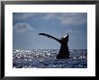 Southern Right Whale, Fluke, S Africa by Gerard Soury Limited Edition Print