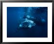 Southern Right Whale, Calf With Mother, Valdes Penin by Gerard Soury Limited Edition Print