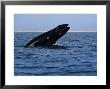 Grey Whale, Juvenile Breaching, Magdelena Bay by Gerard Soury Limited Edition Print