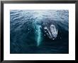 Grey Whale, Mother & Calf, Magdalena Bay by Gerard Soury Limited Edition Print