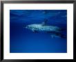 Atlantic Spotted Dolphins, Three Swimming, Bahamas by Gerard Soury Limited Edition Print