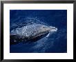 Striped Dolphins, Porpoising, France by Gerard Soury Limited Edition Print
