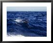 Long-Snouted Spinner Dolphin, Leaping, Brazil by Gerard Soury Limited Edition Pricing Art Print