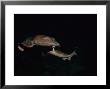 Blind Shark, Swimming, Australia by Gerard Soury Limited Edition Print