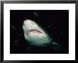 Sand Tiger Shark, Mouth, Australia by Gerard Soury Limited Edition Print