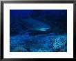 Lemon Shark, Swimming, Polynesia by Gerard Soury Limited Edition Print