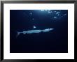 Blue Shark, Swimming, Usa by Gerard Soury Limited Edition Print