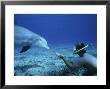 Snorkeler With Bottlenose Dolphin, Caribbean by Gerard Soury Limited Edition Print