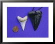 Shark Teeth, South Africa by Gerard Soury Limited Edition Pricing Art Print