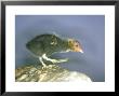 Moorhen, Young, Uk by Les Stocker Limited Edition Print