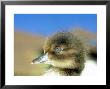 Tufted Duck, Young, England, Uk by Les Stocker Limited Edition Print