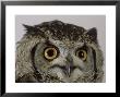 Spotted Eagle Owl, St. Tiggywinkles, Uk by Les Stocker Limited Edition Pricing Art Print