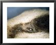 Badger, Covered In Biting Lice, Trichodectes Melis by Les Stocker Limited Edition Print