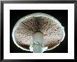 Mushroom, Underside Showing Gills Commercially Grown Variety by Harold Taylor Limited Edition Print