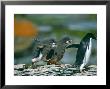 Adelie Penguin, Chicks Chasing Adult For Food, Livingston Island, Antarctica by David Tipling Limited Edition Print