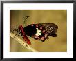 Common Rose, Bandhavgarh National Park, India by Satyendra K. Tiwari Limited Edition Print