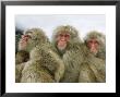 Japanese Macaques Or Snow Monkeys, Three Adult Monkeys Huddled Together With Infant, Japan by Roy Toft Limited Edition Print