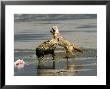 Golden Jackals, Fighting Over Dead Flamingo Parts, Tanzania by Roy Toft Limited Edition Print