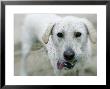 Labrador Retriever, Portrait Of Yellow Labrador Retriever Dog With Tongue Out, Usa by Roy Toft Limited Edition Print