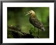Bare-Throated Tiger Heron, Standing On Ground With Mouth Open, Costa Rica by Roy Toft Limited Edition Print