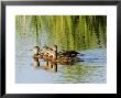 Mallard, Family, Quebec, Canada by Robert Servranckx Limited Edition Print