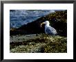 Herring Gull, With Food, Me by Gustav Verderber Limited Edition Print