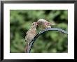 Northern Cardinal, Fledgling Being Fed By Female Cardinal, Quebec, Canada by Robert Servranckx Limited Edition Print
