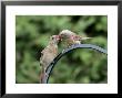 Northern Cardinal, Fledgling Being Fed By Female Cardinal, Quebec, Canada by Robert Servranckx Limited Edition Pricing Art Print