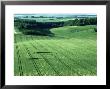 Crop Circles, Hants, Uk by Ian West Limited Edition Print
