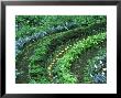 Eden Project, Cornwall, Uk by Ian West Limited Edition Print