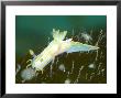 Nudibranch, Mounts Bay, Uk by Mark Webster Limited Edition Pricing Art Print
