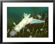 Nudibranch, Mounts Bay, Uk by Mark Webster Limited Edition Print