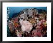Giant Frog Fish, Komodo, Indonesia by Mark Webster Limited Edition Print