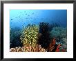 Feather Star, Komodo, Indonesia by Mark Webster Limited Edition Pricing Art Print