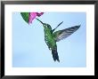 Green-Crowned Brilliant, Costa Rica by G. W. Willis Limited Edition Print