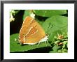 Brown Hairstreak, Oxon by John Woolmer Limited Edition Print