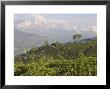 Singtom Tea Garden, Snowy And Cloudy Kandchengzonga Peak In Background, Darjeeling, Himalayas by Eitan Simanor Limited Edition Print