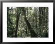Lowland Dipterocarp Forest, Kota Kinabalu National Park, Sabah, Malaysia, Island Of Borneo by Jane Sweeney Limited Edition Print