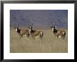Blesbok, Damaliscus Dorcas Phillipsi, Mountain Zebra National Park, South Africa, Africa by Steve & Ann Toon Limited Edition Print