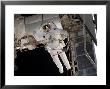 Sts-118 Astronaut, Construction And Maintenance On International Space Station August 11, 2007 by Stocktrek Images Limited Edition Print