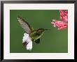 Coppery-Headed Emerald In Flight Feeding On Shrimp Plant, Central Valley, Costa Rica by Rolf Nussbaumer Limited Edition Print
