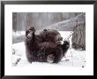 Juvenile Grizzly Plays With Tree Branch In Winter, Alaska, Usa by Jim Zuckerman Limited Edition Print