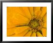 Yellow Zinnia Close-Up Sammamish, Washington, Usa by Darrell Gulin Limited Edition Print